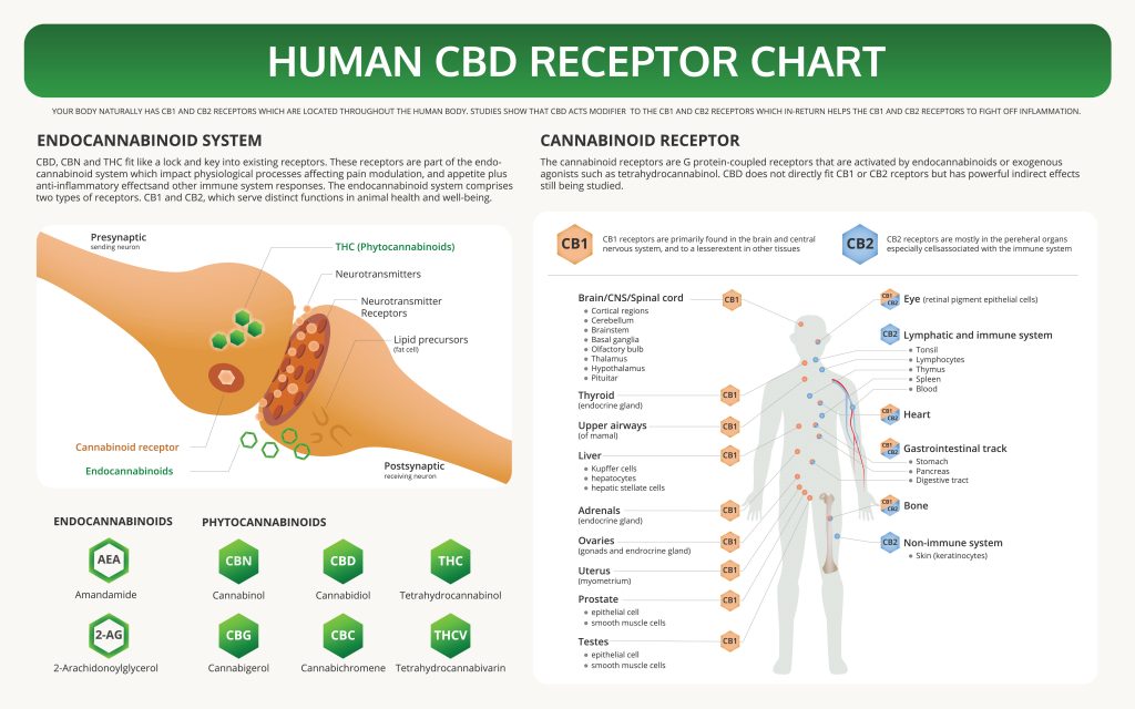 Scientific Evidence On The Anti-inflammatory Effects Of Cbd